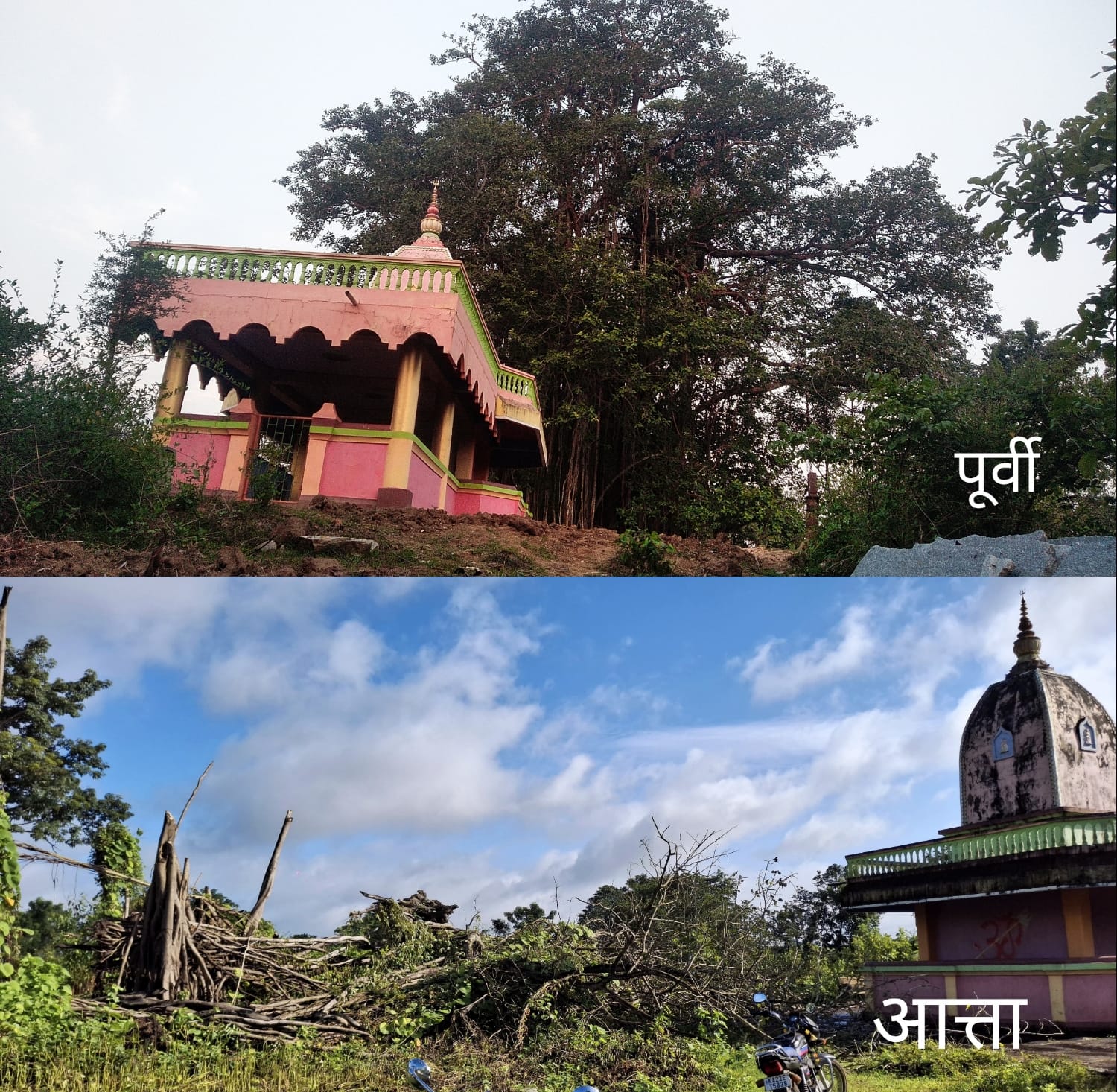 चन्नेवाडीतील ऐतिहासिक वटवृक्ष कोसळला