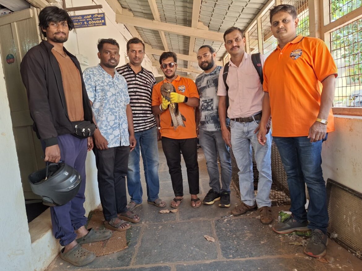 जखमी गरुडाला वेळेत मदत; बचाव पथकाची तत्पर कारवाई