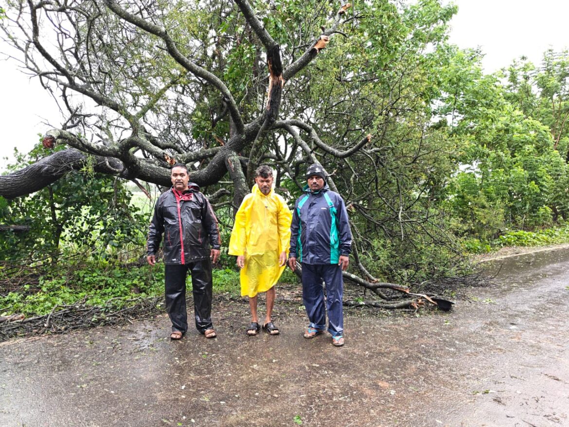 चलवेनहट्टी–अगसगे मुख्य रस्त्यावर बाभळीचे झाड कोसळले; ग्रामपंचायतीच्या तत्परतेने वाहतूक सुरळीत