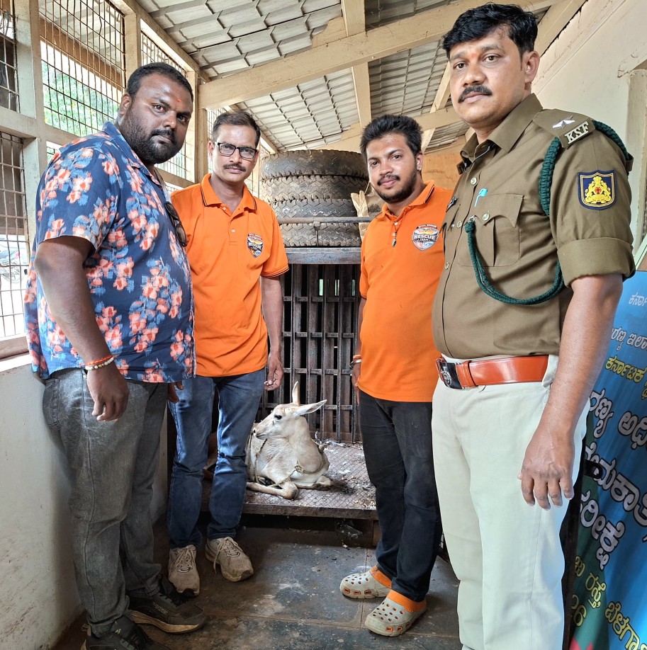 भटक्या कुत्र्यांच्या हल्ल्यात जखमी झालेल्या हरणाला सोशल वर्कर टीमने दिले जीवदान
